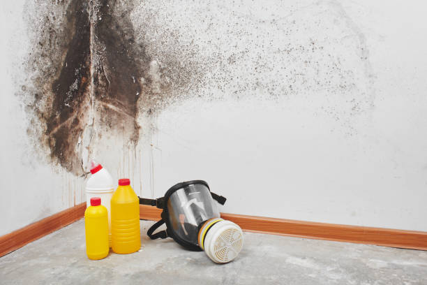 Best Same-Day Mold Removal  in Mcgregor, FL