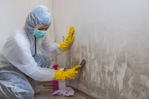 Office Mold Removal Services in Mcgregor, FL