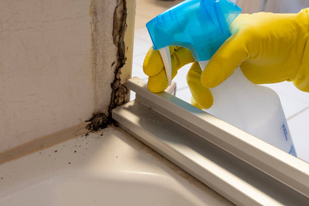 Best Local Mold Removal Service  in Mcgregor, FL