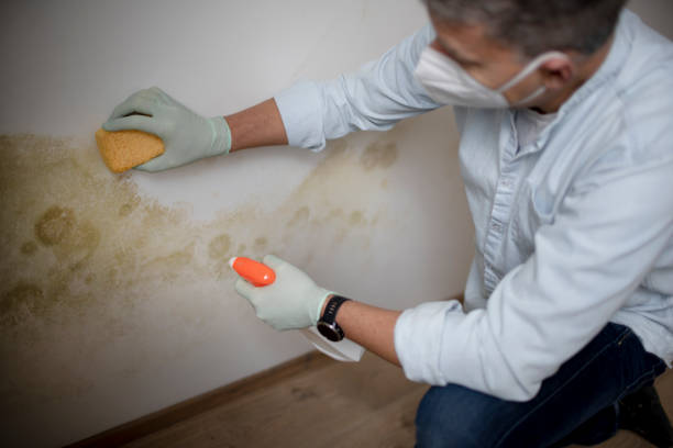 Best Residential Mold Removal  in Mcgregor, FL