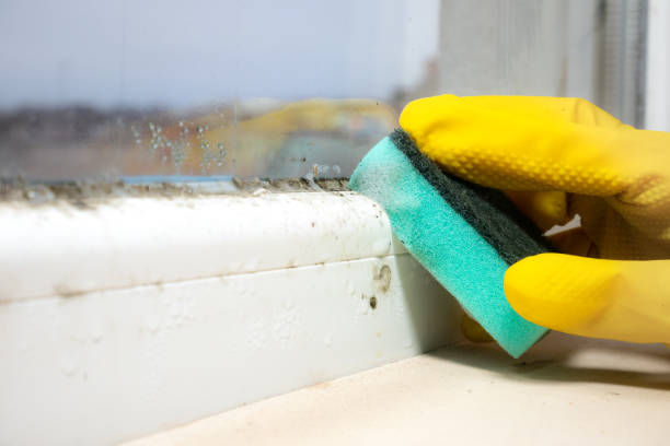 Best Office Mold Removal Services  in Mcgregor, FL