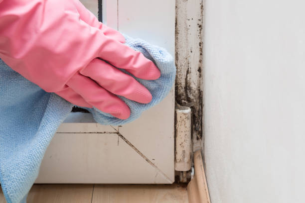 Best Certified Mold Removal  in Mcgregor, FL