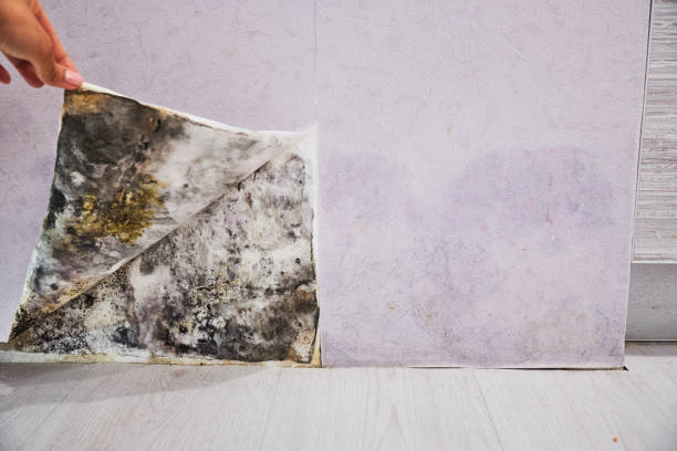 Best Mold Removal Near Me  in Mcgregor, FL